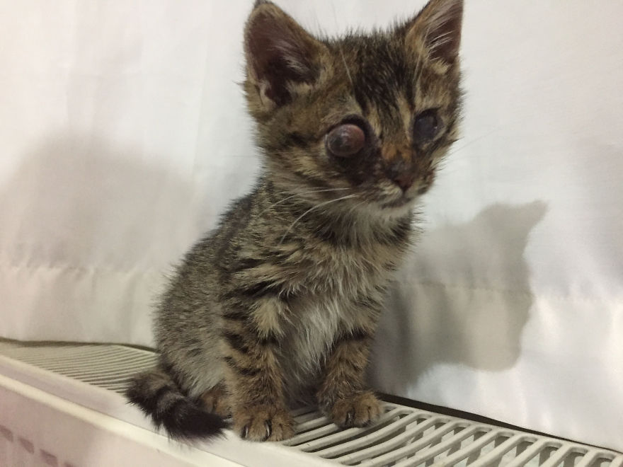 Guy Finds A Dying Kitten With Only One Eye In The Streets, Does Everything He Can To Save Her Life