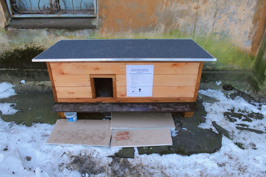 Stray Cats Of Riga Are In Need Of Your Help