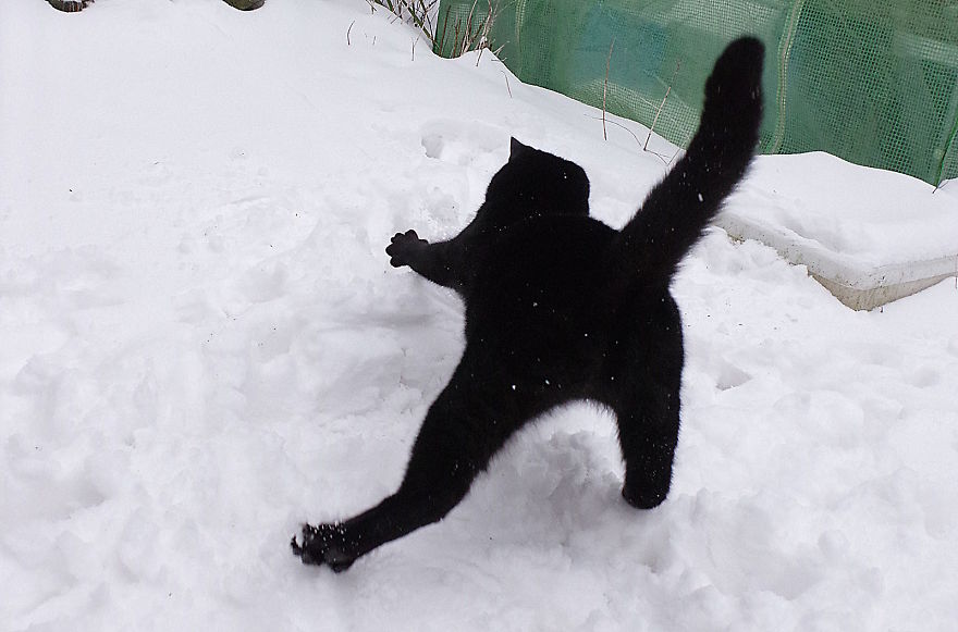 Our Neighbour's Black Cat Came To Our Garden To Play, And Went Crazy In The Snow