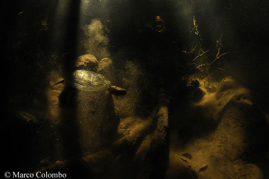 European Pond Turtle (Emys Orbicularis) Among Shadows And Sunbeams On The Bottom Of A River Pool
