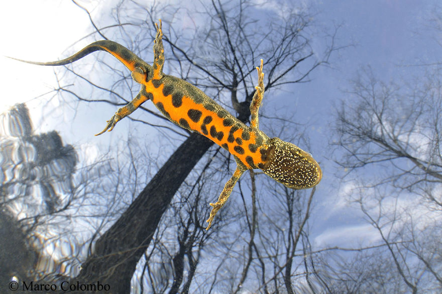 The Colourful Belly Of Crested Newt (Triturus Carnifex) Swimming Nearby The Surface