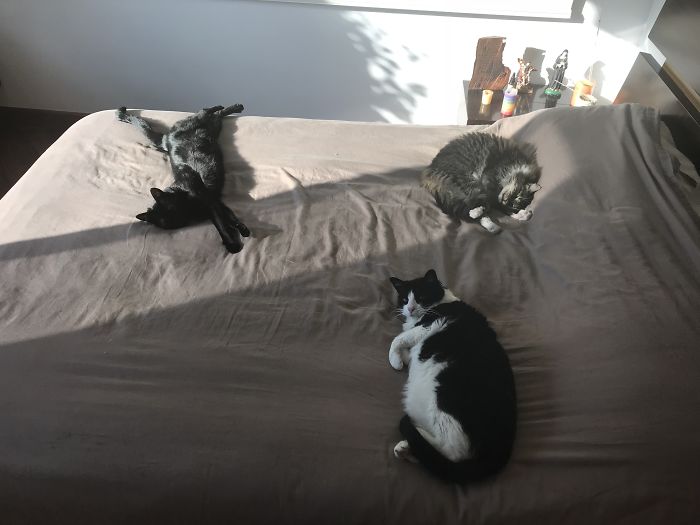 Get A Cat They Said, And Get A New Bed While You’re At It!!