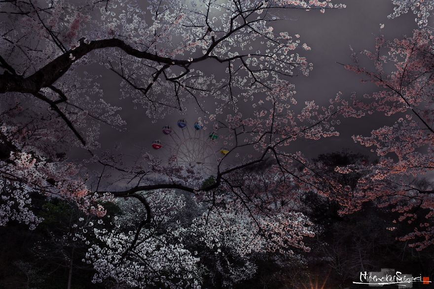 I Captured Sakura Bloom In Japan