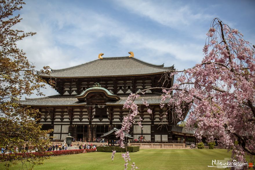 I Captured Sakura Bloom In Japan