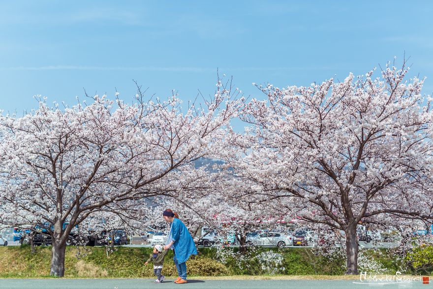 I Captured Sakura Bloom In Japan