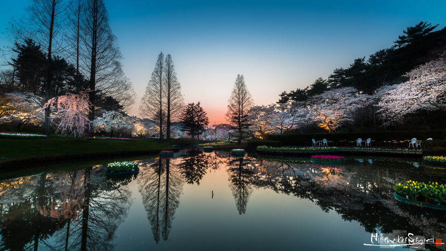 I Captured Sakura Bloom In Japan