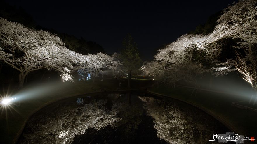 I Captured Sakura Bloom In Japan