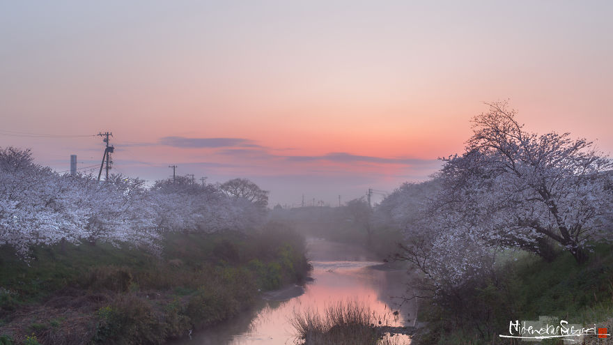 I Captured Sakura Bloom In Japan