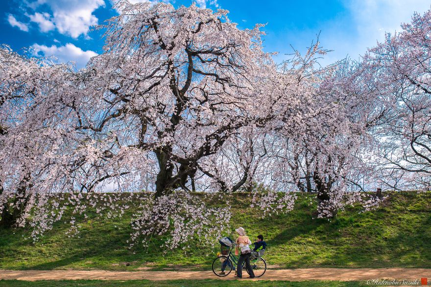 I Captured Sakura Bloom In Japan