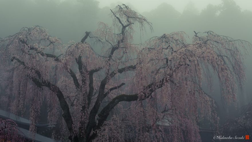 I Captured Sakura Bloom In Japan