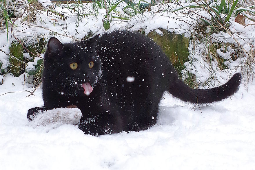 Our Neighbour's Black Cat Came To Our Garden To Play, And Went Crazy In The Snow