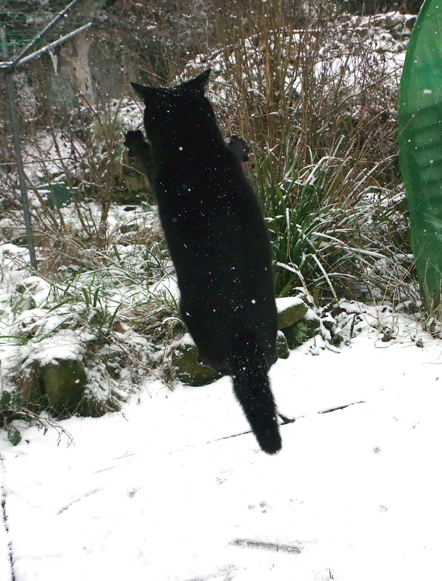Our Neighbour's Black Cat Came To Our Garden To Play, And Went Crazy In The Snow