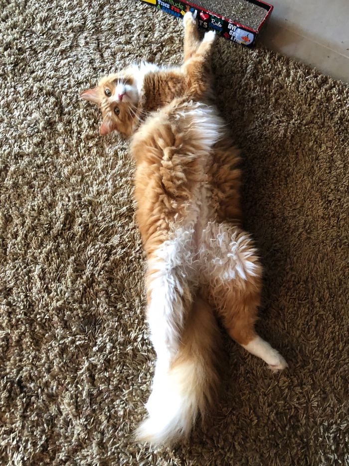 Leo The Fluff-N-Nutter