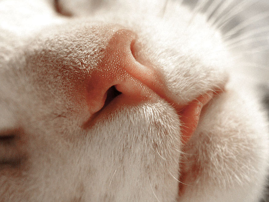 Cat-Noses-Macro-Photography