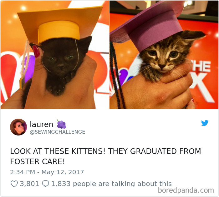 Look At These Kittens