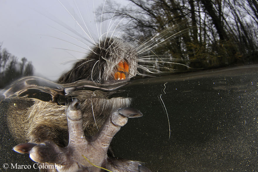 Alien Species Coypu (Myocastor Coypus) From South America Brings Some Damages To European Ecosystems
