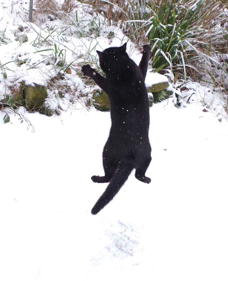 Our Neighbour's Black Cat Came To Our Garden To Play, And Went Crazy In The Snow