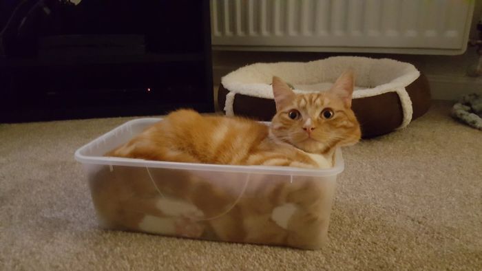 Toby Confirms Ig Nobel Award Winning Study Into Cats Being Solid And Liquid Simultaneously