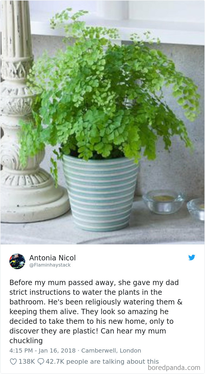 How Do These Plants Look So Amazing