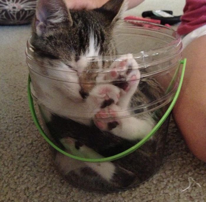 If It Fits Is Sits. Or In This Case Sleeps