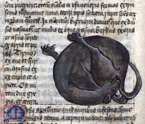 Ugly medieval cat painting with distorted features in an ancient manuscript.