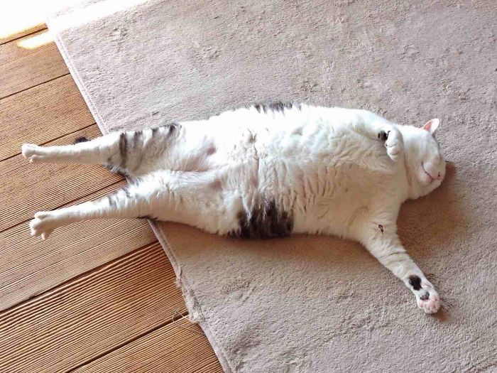 Twitter Users Have Started A New Trend- Take Pictures Of Your Cats Stretched
