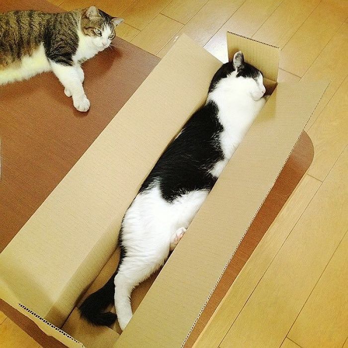 Twitter Users Have Started A New Trend- Take Pictures Of Your Cats Stretched