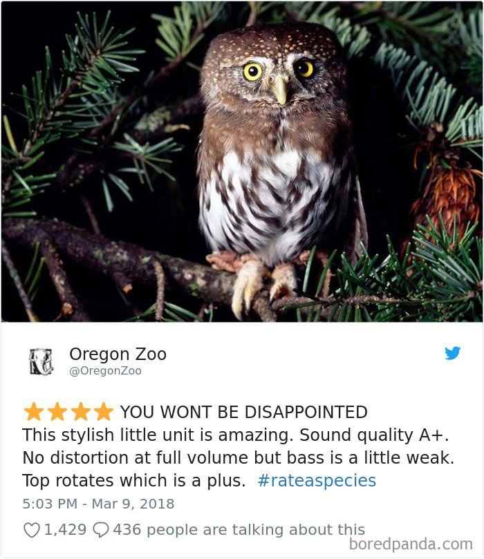 Amazon Animal Review