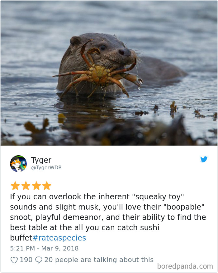 Amazon Animal Review