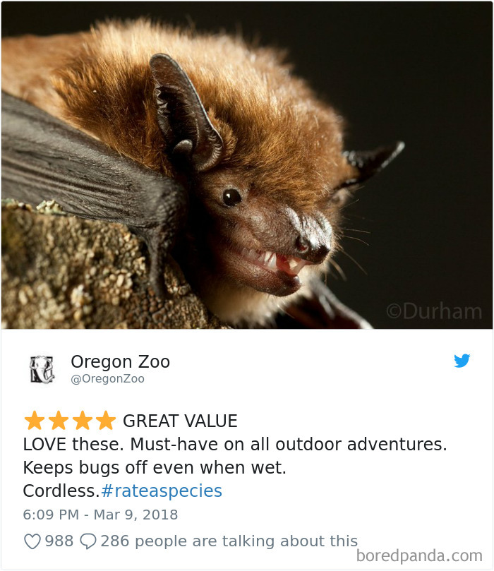 Amazon Animal Review