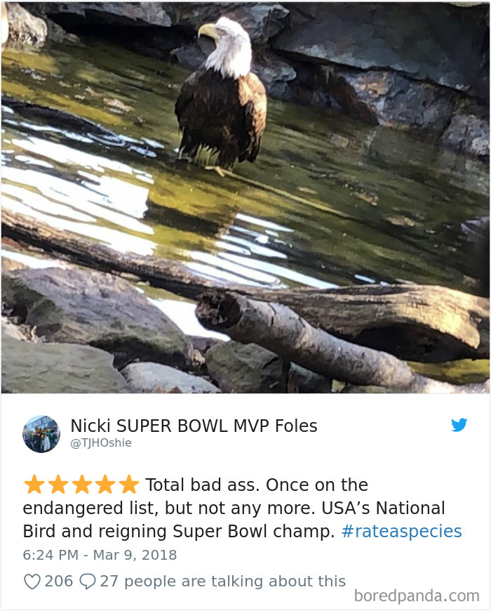 Amazon Animal Review