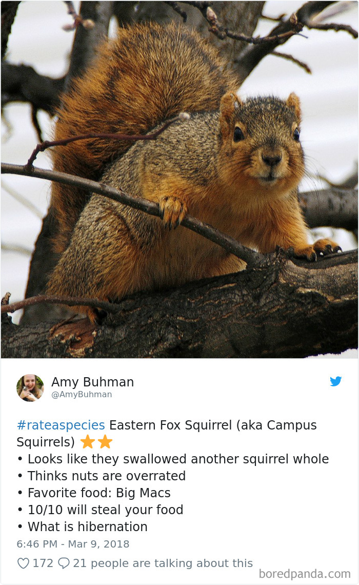 Amazon Animal Review