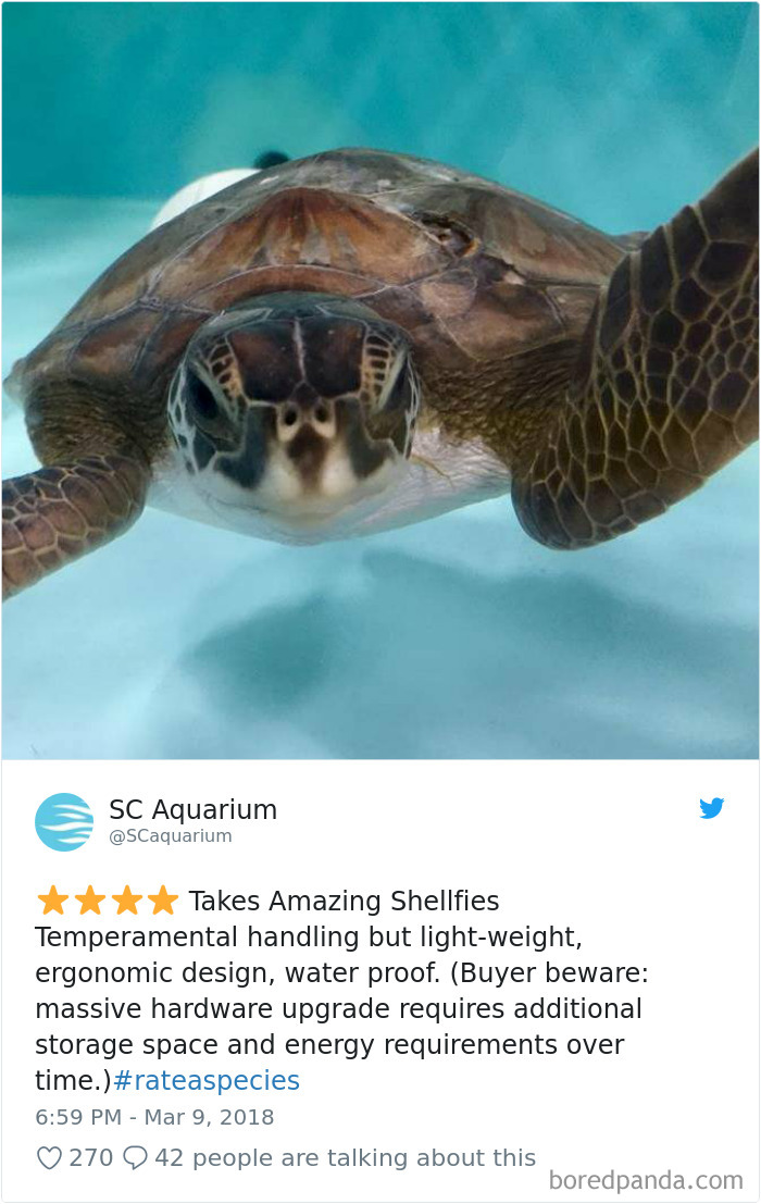 Amazon Animal Review