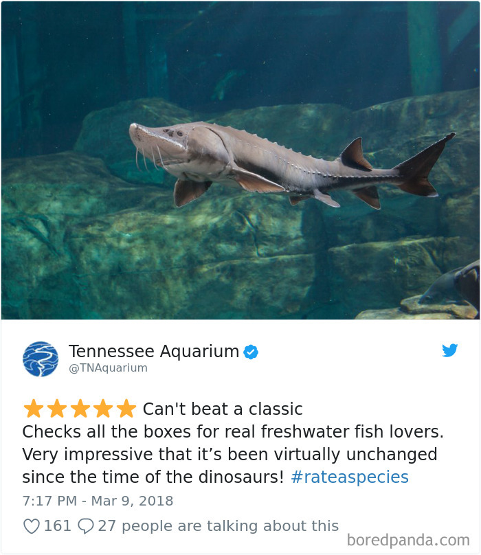 Amazon Animal Review