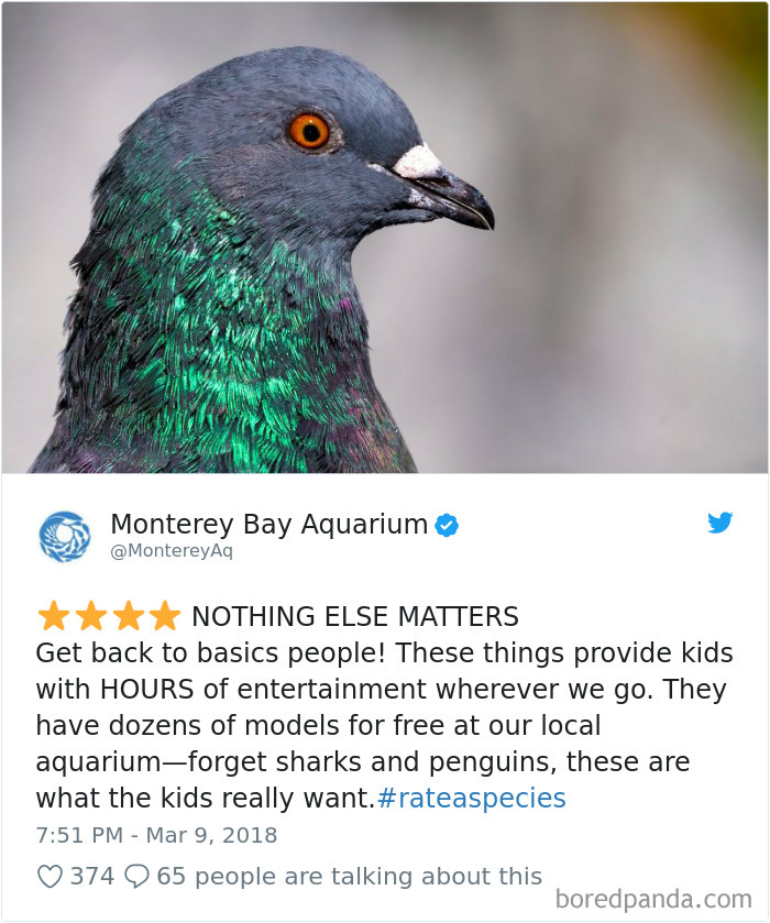 Amazon Animal Review