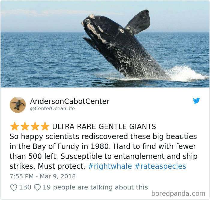 Amazon Animal Review