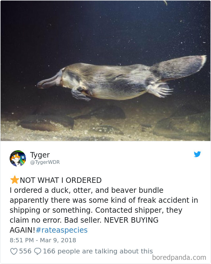 Amazon Animal Review