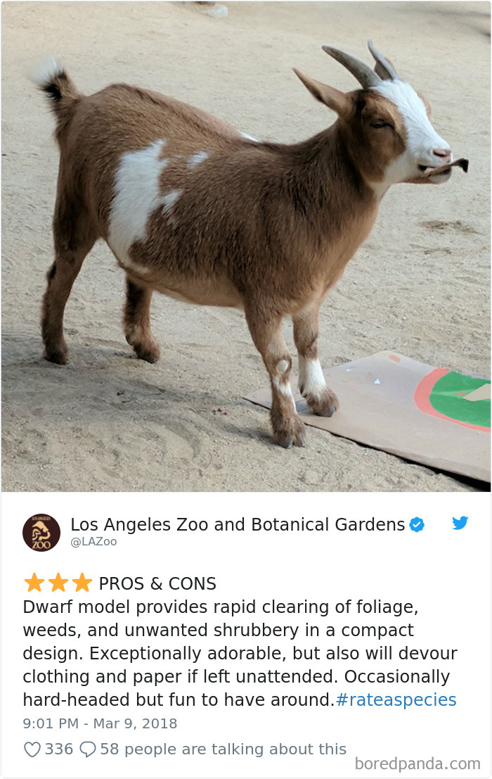 Amazon Animal Review