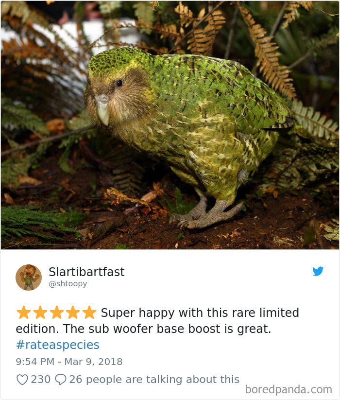 Amazon Animal Review