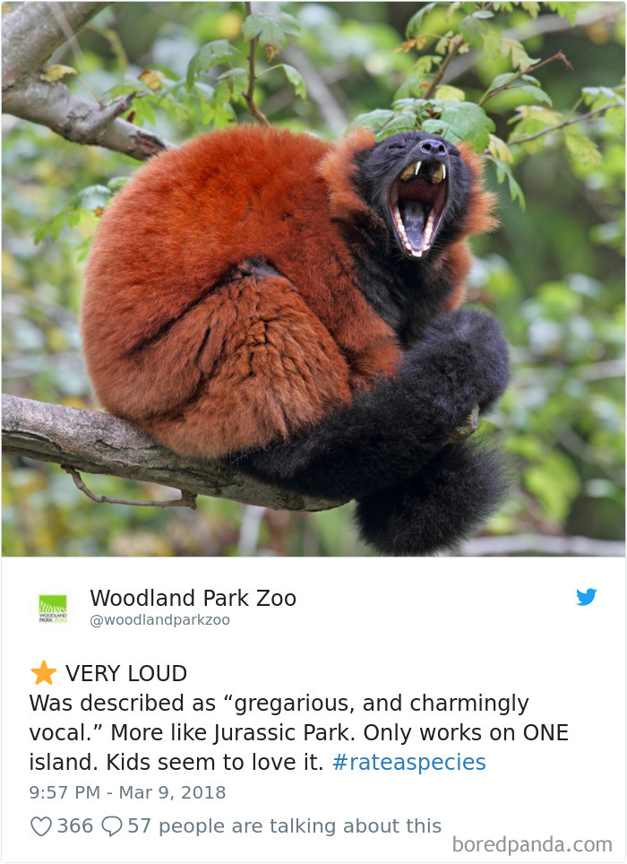 Amazon Animal Review