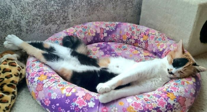 Twitter Users Have Started A New Trend- Take Pictures Of Your Cats Stretched