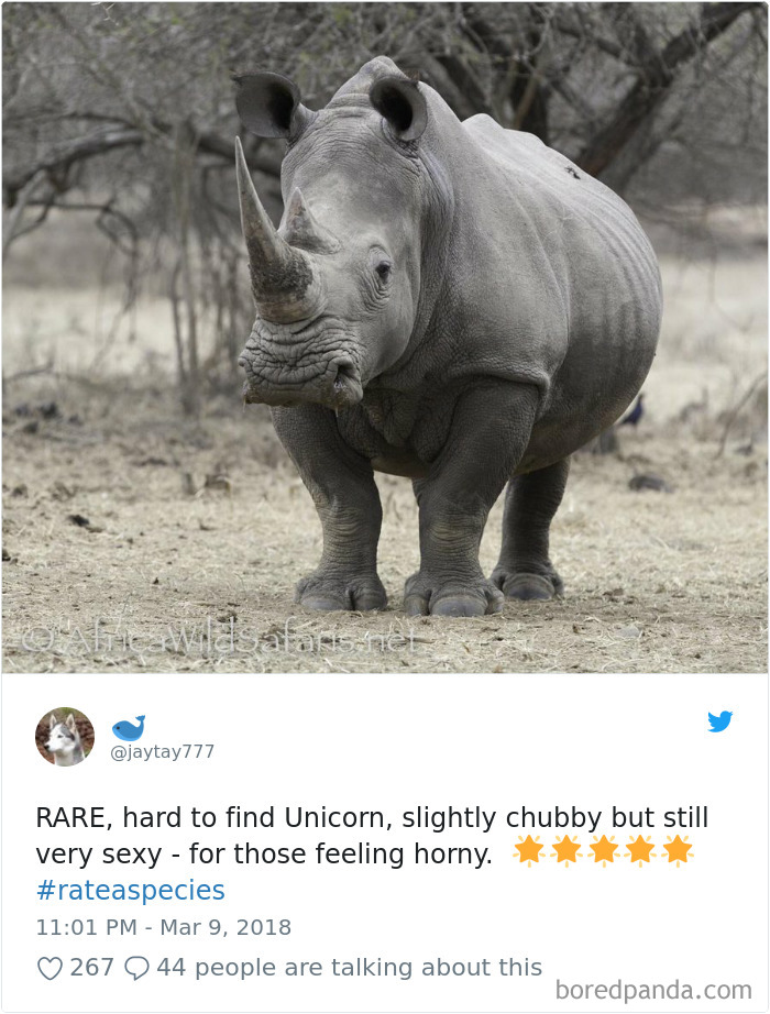 Amazon Animal Review