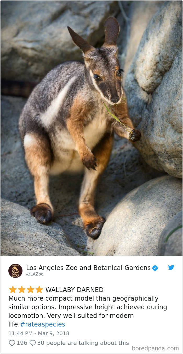 Amazon Animal Review