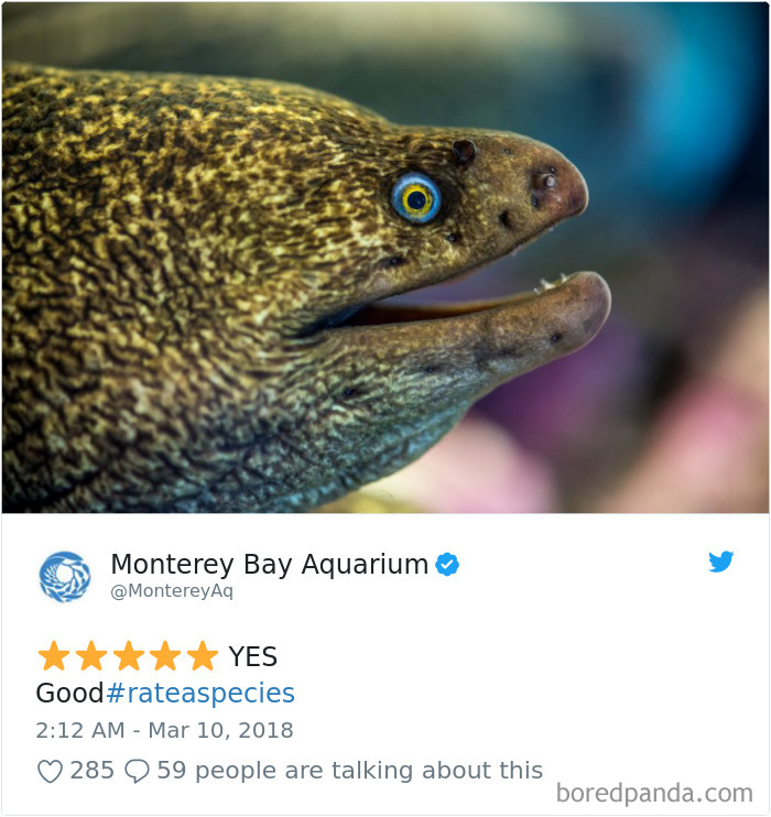 Amazon Animal Review