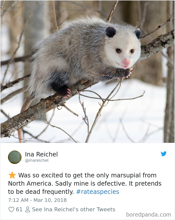 Amazon Animal Review