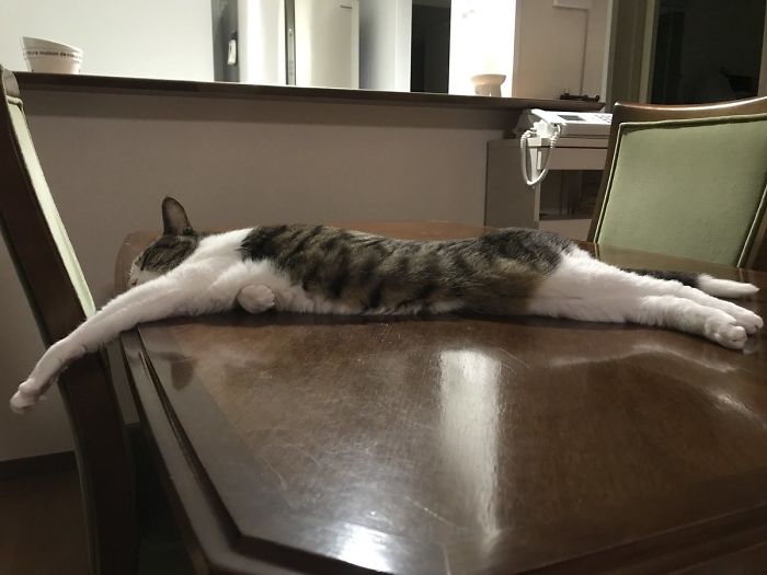 Twitter Users Have Started A New Trend- Take Pictures Of Your Cats Stretched