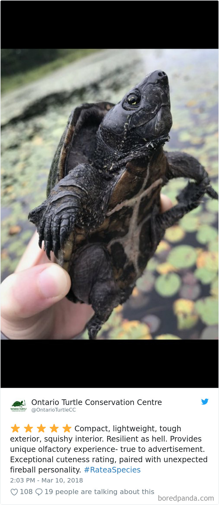 Amazon Animal Review