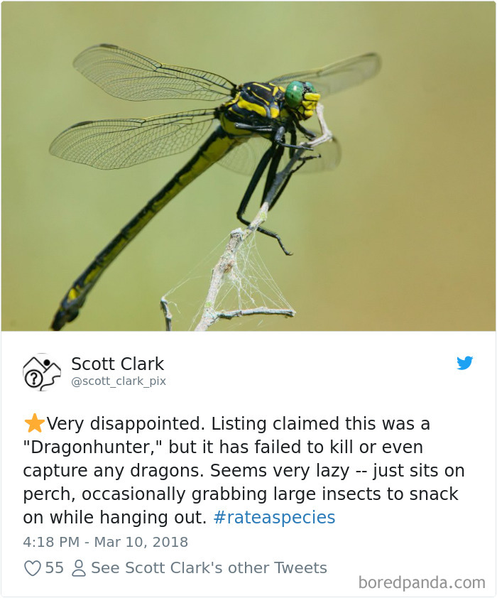 Amazon Animal Review