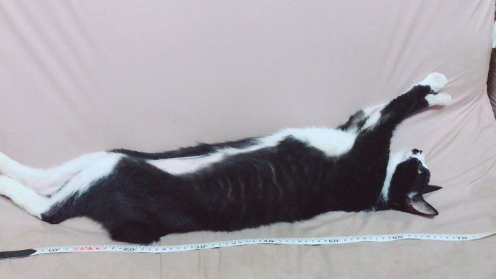 Twitter Users Have Started A New Trend- Take Pictures Of Your Cats Stretched