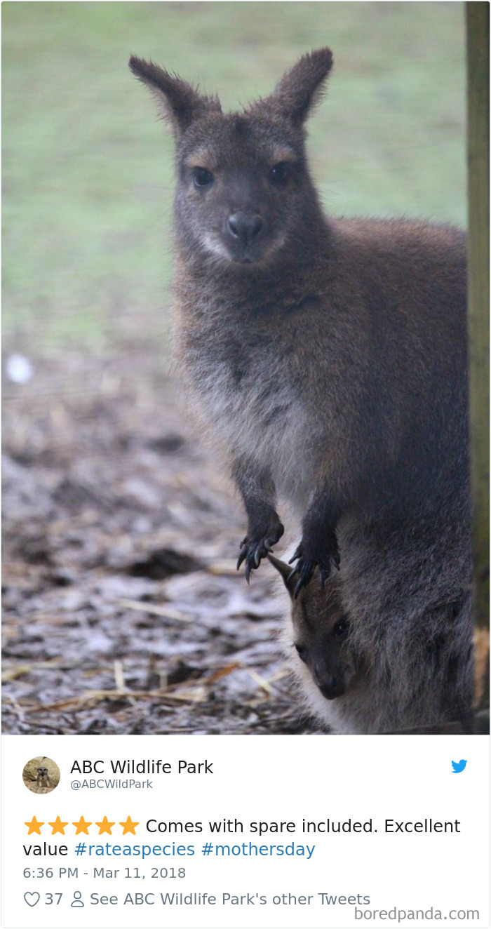 Amazon Animal Review